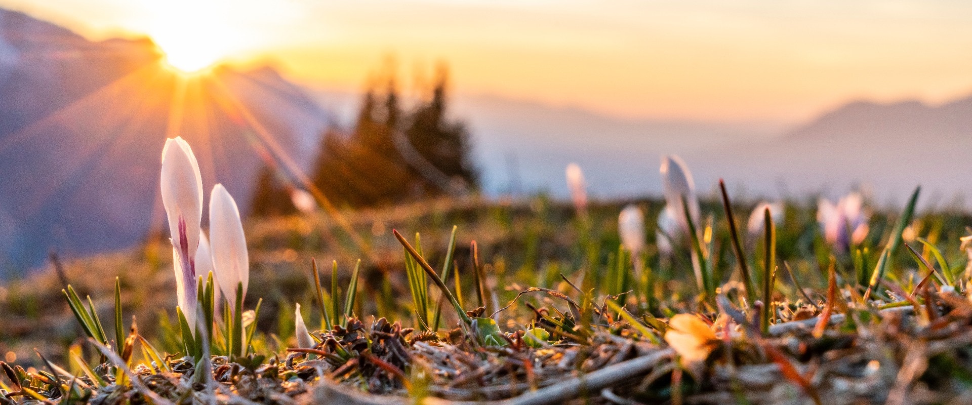 Frühlingserwachen in den Alpen