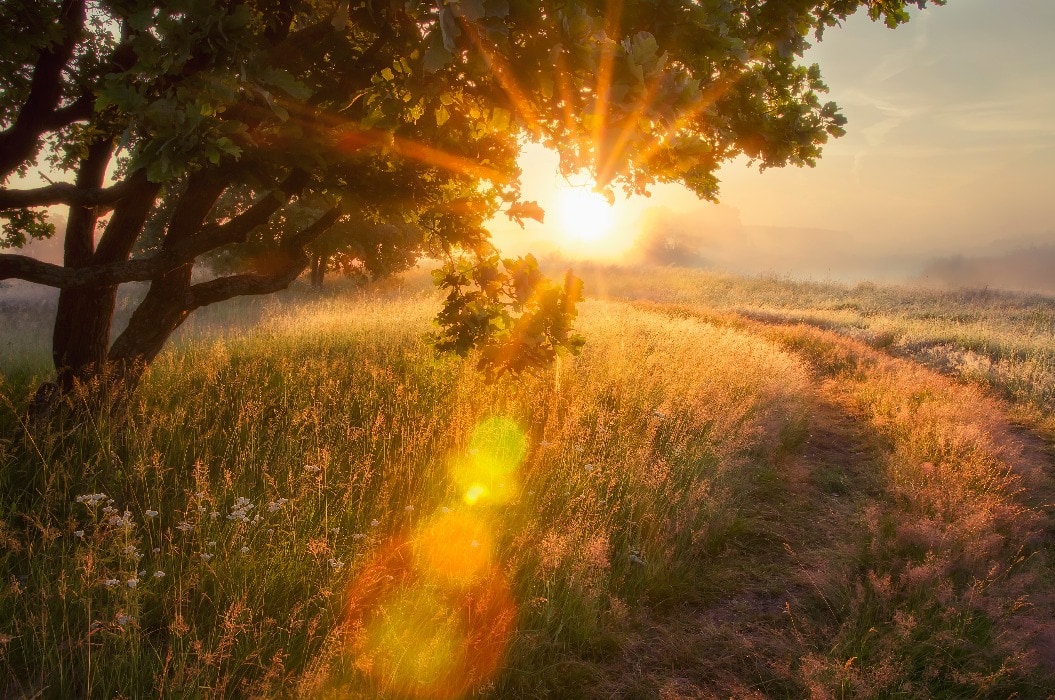 Landscape rays of sun through branches of tree.  early autumn on morning sunrise Solar glare